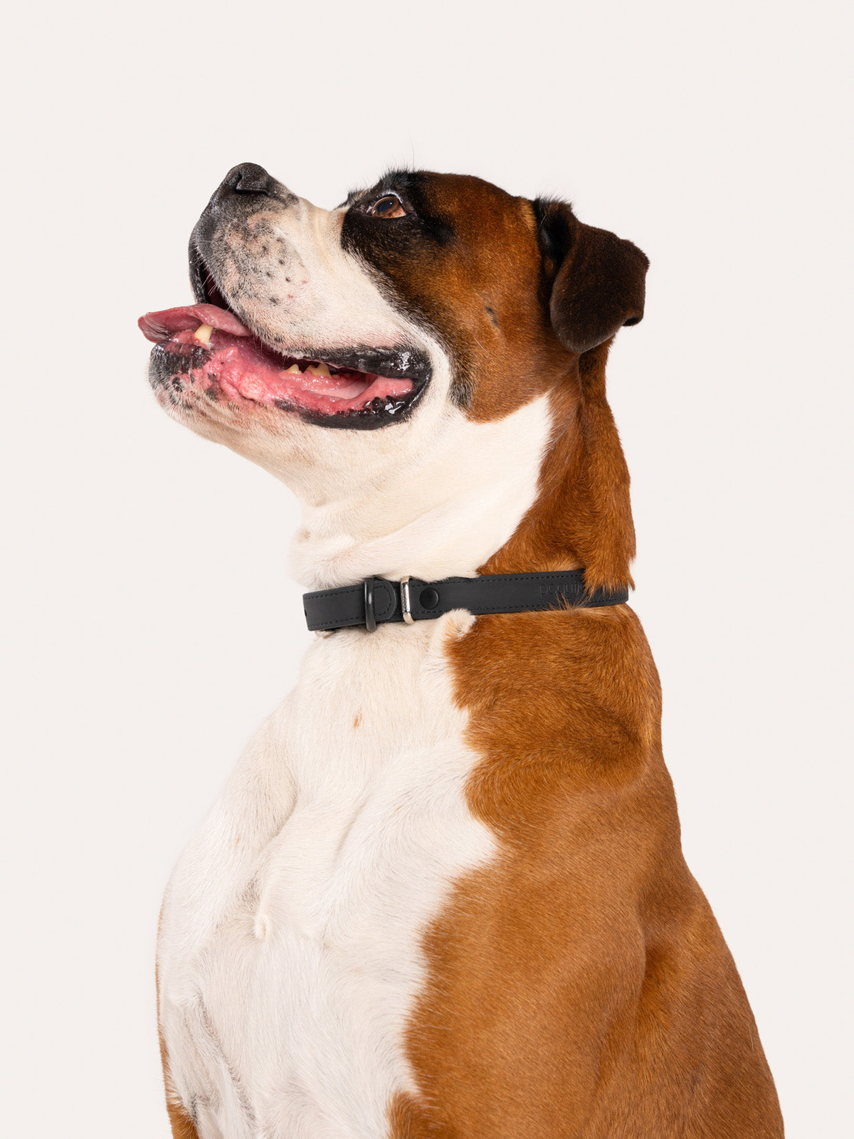 Essential Dog Walking Gear for Comfort and Safety