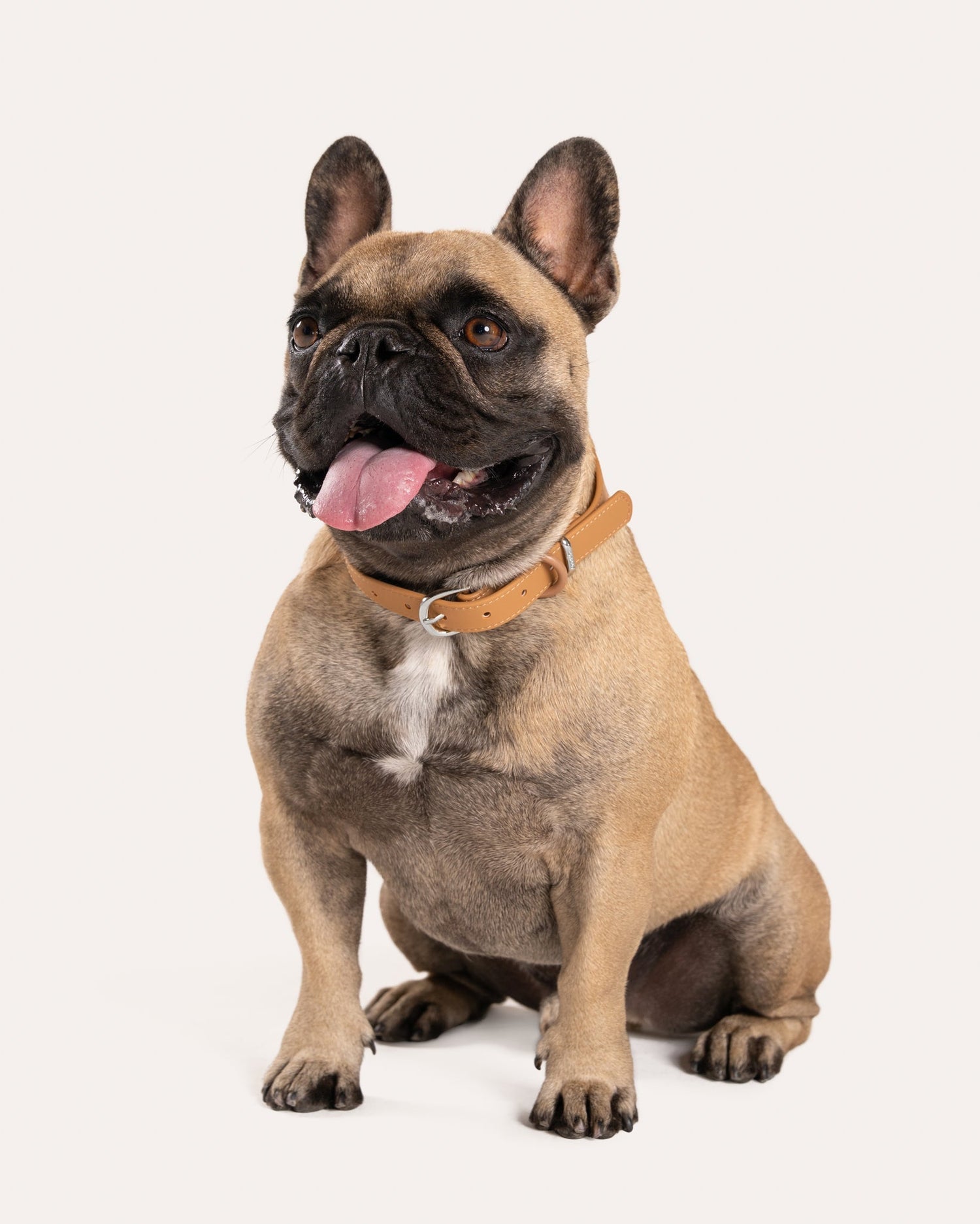 Bringing home a New Puppy: Here's how to start off right