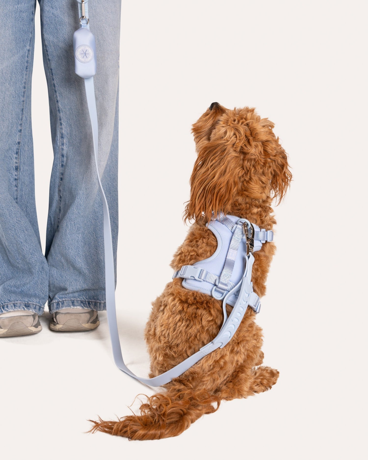 Teaching Leash Manners: How to Enjoy Walks With Your Dog