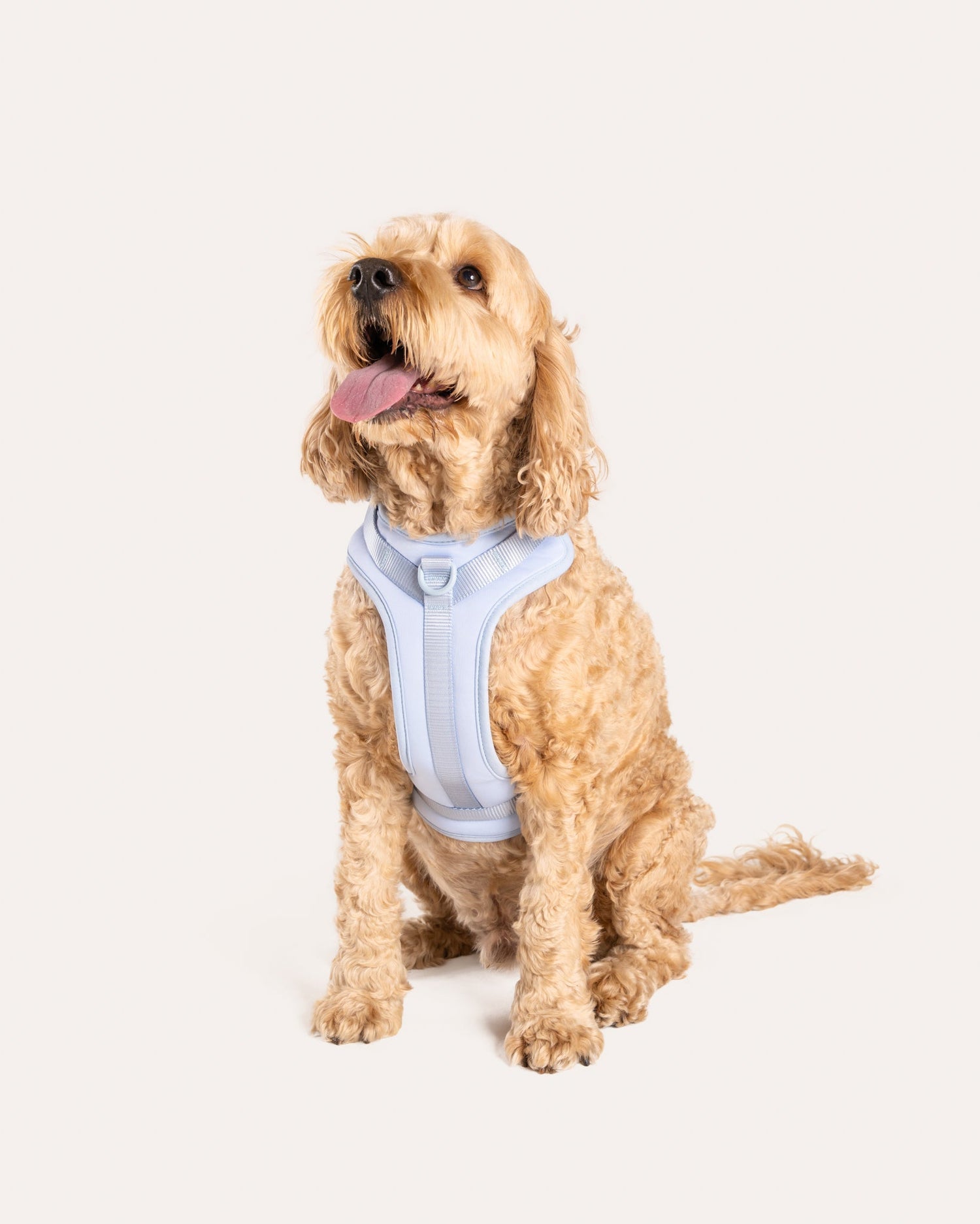 Why a Y-Shaped Dog Harness is the Safest Option for Your Pet
